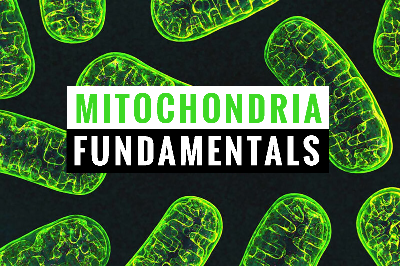 Mitochondria Fundamentals